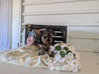 Lady, a female Yorkshire Terrier for sale in Loogootee, IN – Photo 10 of 10