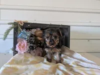 Lady, a female Yorkshire Terrier for sale in Loogootee, IN – Photo 7 of 10