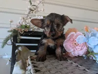 Lady, a female Yorkshire Terrier for sale in Loogootee, IN – Photo 6 of 10