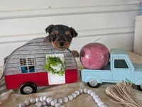 Chloe, a female Yorkshire Terrier for sale in Loogootee, IN – 3 of 10