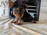 Beauty , a female Yorkshire Terrier for sale in Loogootee, IN – Photo 7 of 10