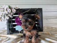 Beauty , a female Yorkshire Terrier for sale in Loogootee, IN – Photo 3 of 10