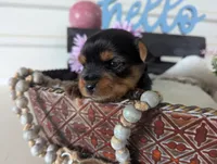 Beauty , a female Yorkshire Terrier for sale in Loogootee, IN – Photo 2 of 10
