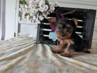 Beauty , a female Yorkshire Terrier for sale in Loogootee, IN – Photo 4 of 10