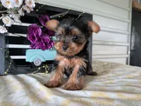Beauty , a female Yorkshire Terrier for sale in Loogootee, IN – Photo 10 of 10