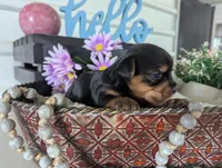 Beauty , a female Yorkshire Terrier for sale in Loogootee, IN – Photo 7 of 10