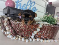 Beauty , a female Yorkshire Terrier for sale in Loogootee, IN – Photo 3 of 10