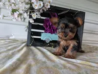 Beauty , a female Yorkshire Terrier for sale in Loogootee, IN – Photo 6 of 10
