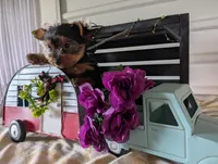 Beauty , a female Yorkshire Terrier for sale in Loogootee, IN – Photo 1 of 10