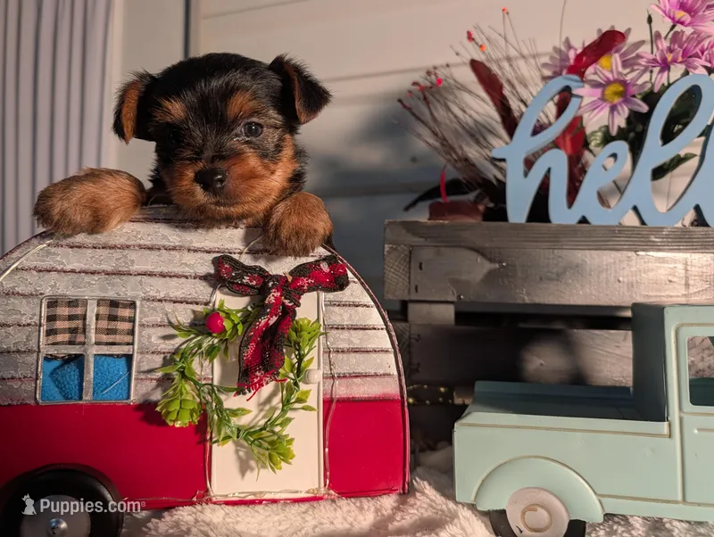 Beauty  – Yorkshire Terrier puppy for sale in Loogootee, IN