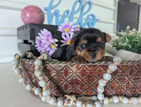 Beauty , a female Yorkshire Terrier for sale in Loogootee, IN – Photo 10 of 10