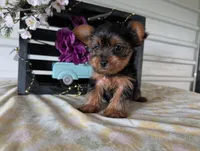 Beauty , a female Yorkshire Terrier for sale in Loogootee, IN – Photo 5 of 10