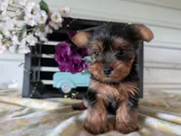 Beauty , a female Yorkshire Terrier for sale in Loogootee, IN – Photo 2 of 10