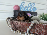 Beauty , a female Yorkshire Terrier for sale in Loogootee, IN – Photo 5 of 10