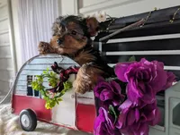 Beauty , a female Yorkshire Terrier for sale in Loogootee, IN – Photo 8 of 10