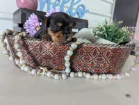 Beauty , a female Yorkshire Terrier for sale in Loogootee, IN – Photo 4 of 10