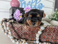 Beauty , a female Yorkshire Terrier for sale in Loogootee, IN – Photo 8 of 10