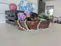 Beauty , a female Yorkshire Terrier for sale in Loogootee, IN – Photo 6 of 10