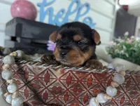 Beauty , a female Yorkshire Terrier for sale in Loogootee, IN – Photo 1 of 10