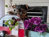 Beauty , a female Yorkshire Terrier for sale in Loogootee, IN – Photo 9 of 10