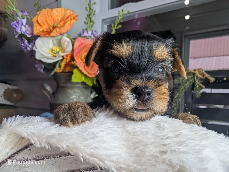 Xena – Yorkshire Terrier puppy for sale in Loogootee, IN