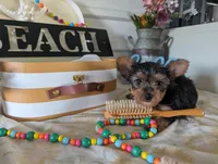 Chloe, a female Yorkshire Terrier for sale in Loogootee, IN – 2 of 10