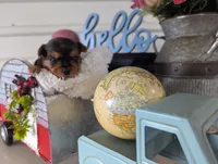 Bear, a male Yorkshire Terrier for sale in Loogootee, IN – Photo 6 of 10