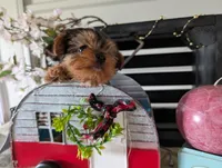 Bear, a male Yorkshire Terrier for sale in Loogootee, IN – Photo 3 of 10