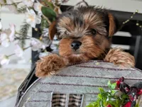 Bear, a male Yorkshire Terrier for sale in Loogootee, IN – Photo 7 of 10