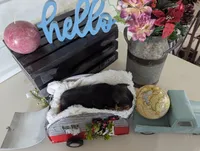 Bear, a male Yorkshire Terrier for sale in Loogootee, IN – Photo 8 of 10