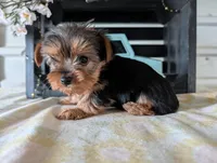 Bear, a male Yorkshire Terrier for sale in Loogootee, IN – Photo 6 of 10
