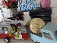 Bear, a male Yorkshire Terrier for sale in Loogootee, IN – Photo 4 of 10