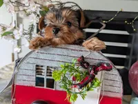 Bear, a male Yorkshire Terrier for sale in Loogootee, IN – Photo 9 of 10