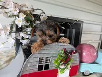 Bear, a male Yorkshire Terrier for sale in Loogootee, IN – Photo 8 of 10