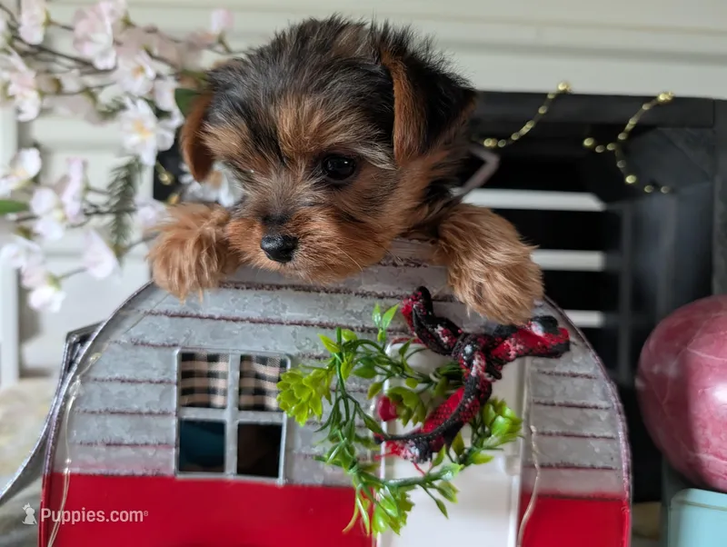 Bear – Yorkshire Terrier puppy for sale in Loogootee, IN