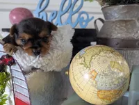 Bear, a male Yorkshire Terrier for sale in Loogootee, IN – Photo 7 of 10
