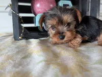 Bear, a male Yorkshire Terrier for sale in Loogootee, IN – Photo 4 of 10