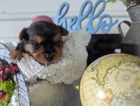Bear, a male Yorkshire Terrier for sale in Loogootee, IN – Photo 1 of 10