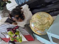 Bear, a male Yorkshire Terrier for sale in Loogootee, IN – Photo 9 of 10