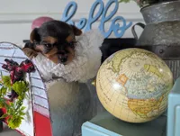 Bear, a male Yorkshire Terrier for sale in Loogootee, IN – Photo 10 of 10