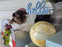 Bear, a male Yorkshire Terrier for sale in Loogootee, IN – Photo 5 of 10