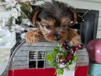 Bear, a male Yorkshire Terrier for sale in Loogootee, IN – Photo 5 of 10