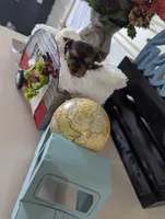 Bear, a male Yorkshire Terrier for sale in Loogootee, IN – Photo 3 of 10