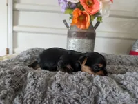 Xyla, a female Yorkshire Terrier for sale in Loogootee, IN – 5 of 10