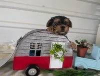 Brooks, a male Yorkshire Terrier for sale in Loogootee, IN – 8 of 10