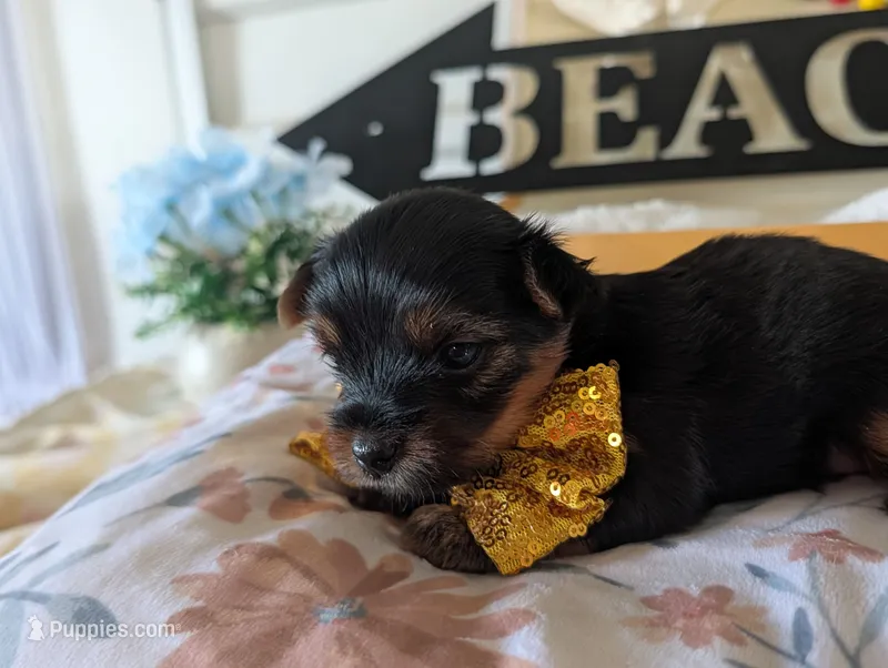Paxton – Yorkshire Terrier puppy for sale in Loogootee, IN