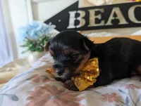 Paxton, a male Yorkshire Terrier for sale in Loogootee, IN – 1 of 10