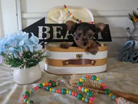 Chloe, a female Yorkshire Terrier for sale in Loogootee, IN – 7 of 10