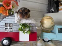 Xander, a male Yorkshire Terrier for sale in Loogootee, IN – 7 of 10