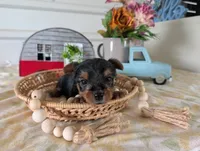 Cane, a male Yorkshire Terrier for sale in Loogootee, IN – 7 of 10